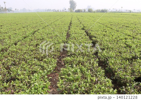 tea leaf on tree in firm for harvest tea leaf on tree in firm for harvest 140121228
