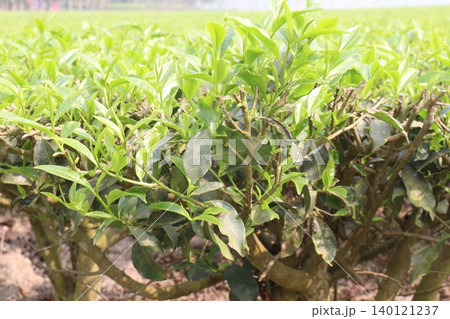 tea leaf on tree in firm for harvest tea leaf on tree in firm for harvest 140121237