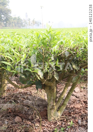 tea leaf on tree in firm for harvest 140121238