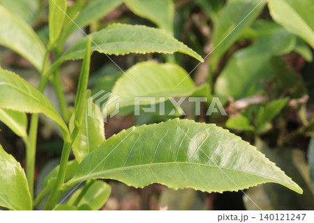 tea leaf on tree in firm for harvest tea leaf on tree in firm for harvest 140121247
