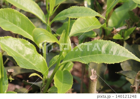 tea leaf on tree in firm for harvest tea leaf on tree in firm for harvest 140121248
