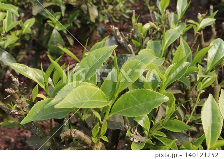 tea leaf on tree in firm for harvest tea leaf on tree in firm for harvest 140121252