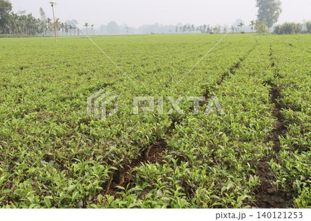 tea leaf on tree in firm for harvest 140121253