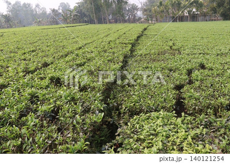 tea leaf on tree in firm for harvest tea leaf on tree in firm for harvest 140121254