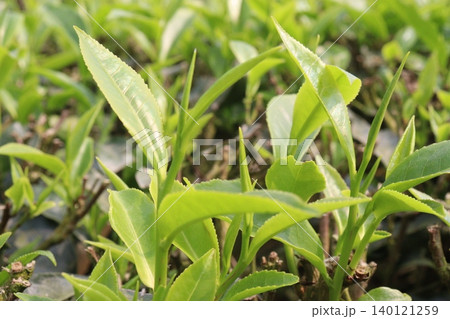 tea leaf on tree in firm for harvest tea leaf on tree in firm for harvest 140121259