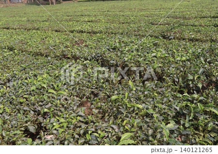 tea leaf on tree in firm for harvest tea leaf on tree in firm for harvest 140121265