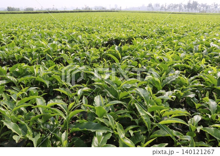tea leaf on tree in firm for harvest tea leaf on tree in firm for harvest 140121267