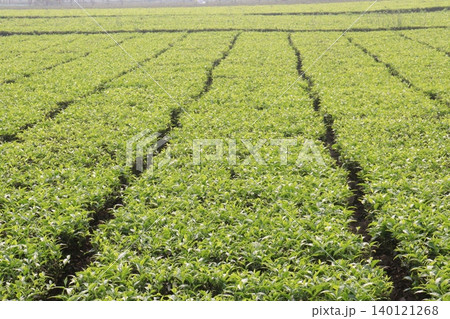 tea leaf on tree in firm for harvest tea leaf on tree in firm for harvest 140121268