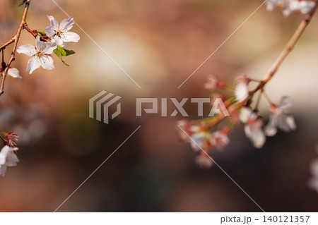 春色に包まれた桜の花と余白 春色に包まれた桜の花と余白 140121357