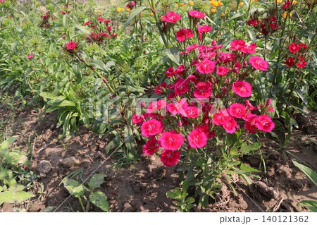 Dianthus flower plant on bag Dianthus flower plant on bag 140121362
