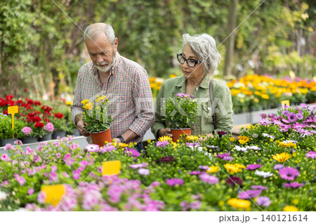 Elderly married chooses dimorfoteca of different colors in garden hypermarket Elderly married chooses dimorfoteca of different colors in garden hypermarket 140121614