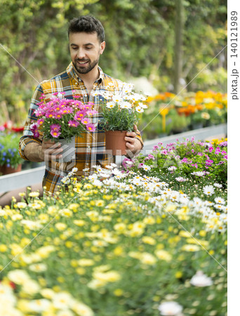 Adult man choosing chrysanthemum shrub in pot at garden center 140121989