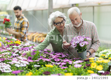 In plant nursery, senior buy and purchase dimorfoteca decorative plant in pot In plant nursery, senior buy and purchase dimorfoteca decorative plant in pot 140121993