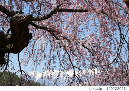 南信州の春を彩る満開のしだれ桜と残雪のアルプス 南信州の春を彩る満開のしだれ桜と残雪のアルプス 140122028