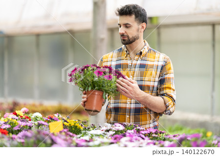 Adult man choosing osteospermum eklona plant at garden center Adult man choosing osteospermum eklona plant at garden center 140122670
