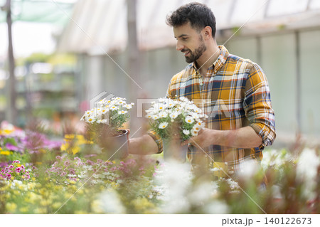 Adult man choosing chrysanthemum shrub in pot at garden center Adult man choosing chrysanthemum shrub in pot at garden center 140122673