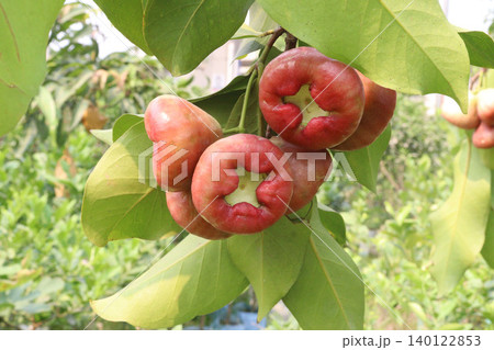 Syzygium samarangense fruit plant on nursery Syzygium samarangense fruit plant on nursery 140122853