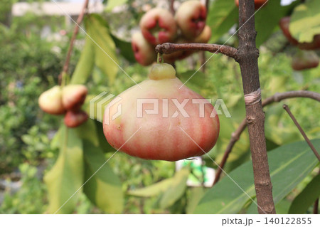 Syzygium samarangense fruit plant on nursery Syzygium samarangense fruit plant on nursery 140122855