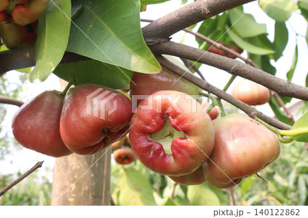 Syzygium samarangense fruit plant on nursery Syzygium samarangense fruit plant on nursery 140122862