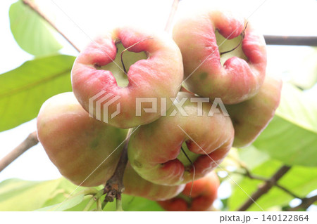 Syzygium samarangense fruit plant on nursery Syzygium samarangense fruit plant on nursery 140122864