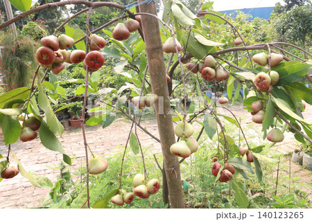 Syzygium samarangense fruit plant on nursery 140123265