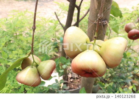 Syzygium samarangense fruit plant on nursery Syzygium samarangense fruit plant on nursery 140123268