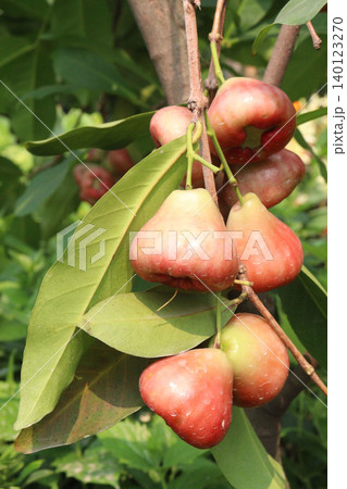 Syzygium samarangense fruit plant on nursery 140123270