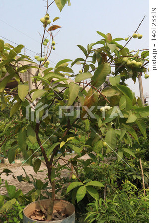 Syzygium aqueum fruit plant on nursery Syzygium aqueum fruit plant on nursery 140123319