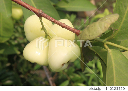 Syzygium aqueum fruit plant on nursery Syzygium aqueum fruit plant on nursery 140123320