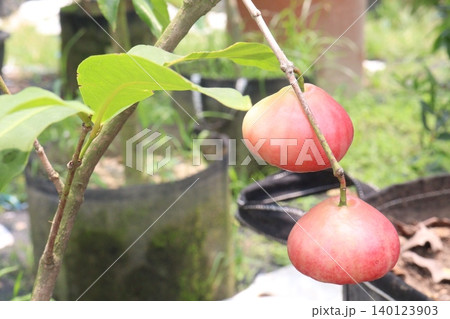 Syzygium samarangense fruit plant on nursery Syzygium samarangense fruit plant on nursery 140123903