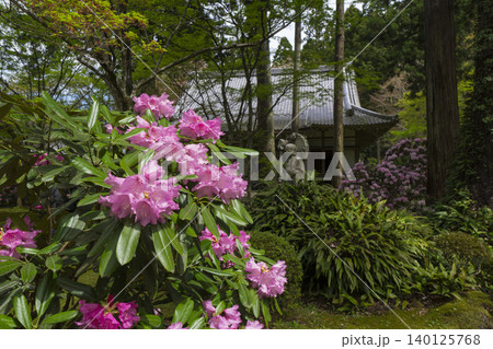 京都 大原三千院 石楠花と宸殿 京都 大原三千院 石楠花と宸殿 140125768