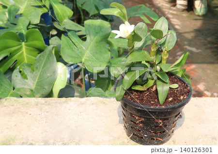 Dendrobium nobile, nobile dendrobium flower plant Dendrobium nobile, nobile dendrobium flower plant 140126301