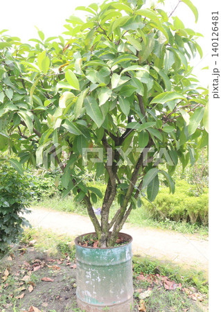 Syzygium aqueum fruit plant on nursery Syzygium aqueum fruit plant on nursery 140126481