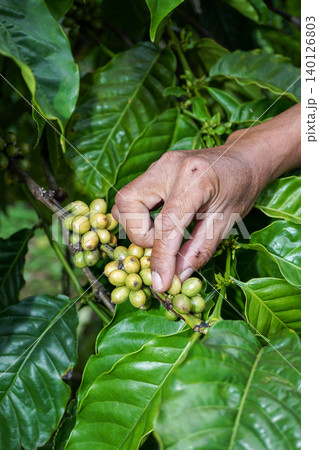 Asian farmer caring for coffee plants in East Java plantation, traditional Indonesian agriculturist working in organic coffee farm field Asian farmer caring for coffee plants in East Java plantation, traditional Indonesian agriculturist working in organic coffee farm field 140126803