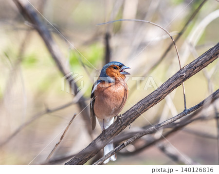 Common chaffinch, Fringilla coelebs, sits on a tree. Common chaffinch in wildlife. 140126816