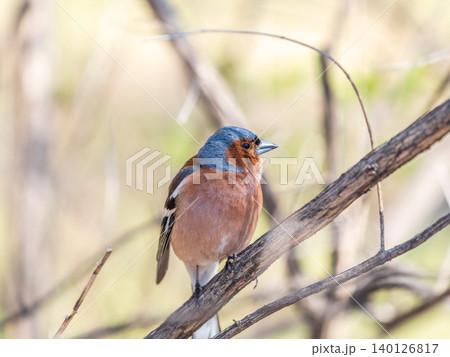 Common chaffinch, Fringilla coelebs, sits on a tree. Common chaffinch in wildlife. Common chaffinch, Fringilla coelebs, sits on a tree. Common chaffinch in wildlife. 140126817