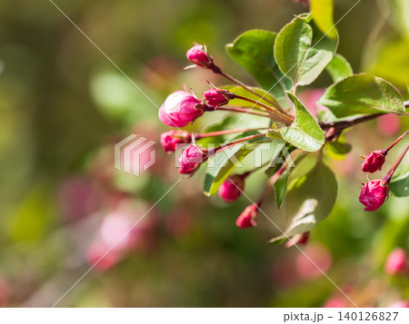 Fresh pink flowers of a blossoming apple tree with blured background Fresh pink flowers of a blossoming apple tree with blured background 140126827