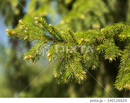 Closeup of fir branches with young buds. Spring nature concept. Fir branches with fresh shoots Closeup of fir branches with young buds. Spring nature concept. Fir branches with fresh shoots 140126829