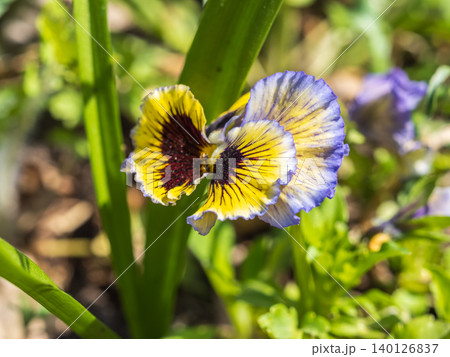 A viola pansy found in the botanical garden. viola tricolor, little pansy A viola pansy found in the botanical garden. viola tricolor, little pansy 140126837