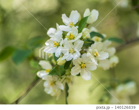 White blossoming apple trees in the sunset light. Spring season, spring colors. 140126839