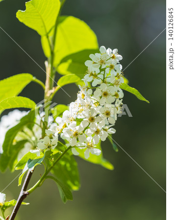 White flowers blooming bird cherry. Close-up of a Flowering Prunus padus Tree with White Little Blossoms White flowers blooming bird cherry. Close-up of a Flowering Prunus padus Tree with White Little Blossoms 140126845