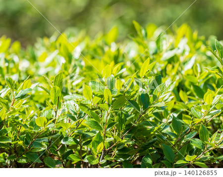 Nature of green leaf in garden at summer. Natural green leaves plants using as spring background cover page environment ecology Nature of green leaf in garden at summer. Natural green leaves plants using as spring background cover page environment ecology 140126855