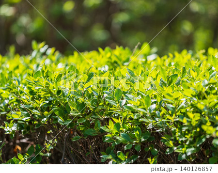 Nature of green leaf in garden at summer. Natural green leaves plants using as spring background cover page environment ecology 140126857