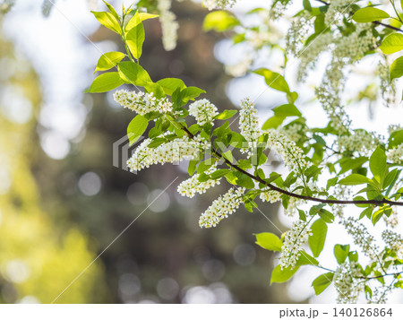 White flowers blooming bird cherry. Close-up of a Flowering Prunus padus Tree with White Little Blossoms 140126864