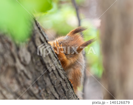 The squirrel with nut sits on a branches in the spring or summer. The squirrel with nut sits on a branches in the spring or summer. 140126879