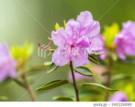 Pink flowers of Siberian rhododendron copy space. Rhododendron dauricum. Spring flowering of Altai rhododendron. Pink flowers of Siberian rhododendron copy space. Rhododendron dauricum. Spring flowering of Altai rhododendron. 140126890