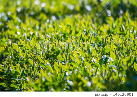 Nature of green leaf in garden at summer. Natural green leaves plants using as spring background cover page environment ecology 140126901