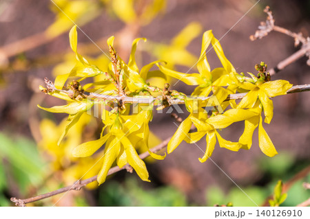 Forsythia. Blooming forsythia bush. Yellow flower on a branch of forsythia. Forsythia. Blooming forsythia bush. Yellow flower on a branch of forsythia. 140126910