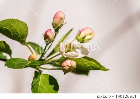 White blossoming apple trees in the sunset light. Spring season, spring colors. 140126911