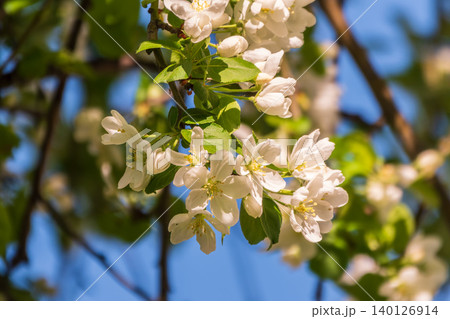 White blossoming apple trees in the sunset light. Spring season, spring colors. White blossoming apple trees in the sunset light. Spring season, spring colors. 140126914